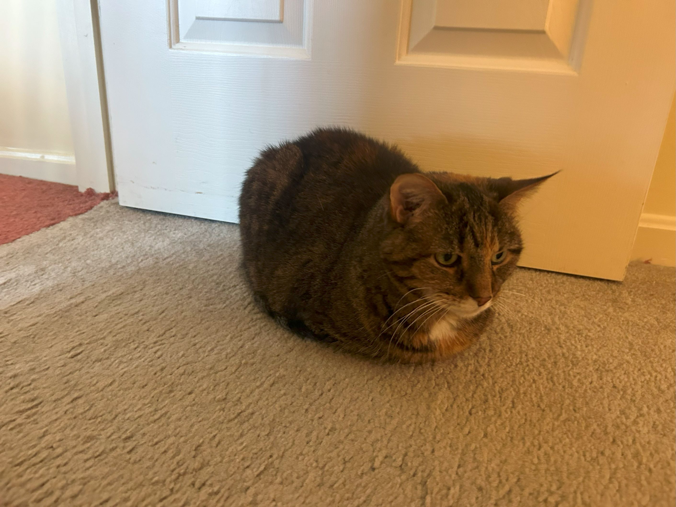 Image of a tabby cat loafing in a doorway. Her paws are fully tucked under her.